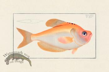 BLOCH FISH 169